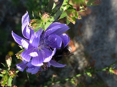 Die Blaue Blume der Romantik