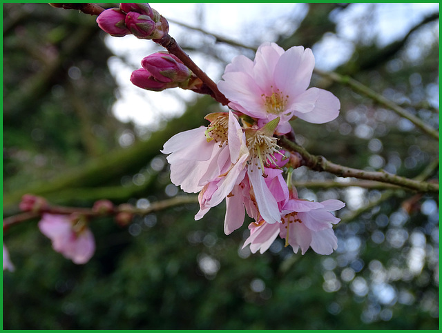 Prunus × subhirtella 'Autumnalis Rosea'