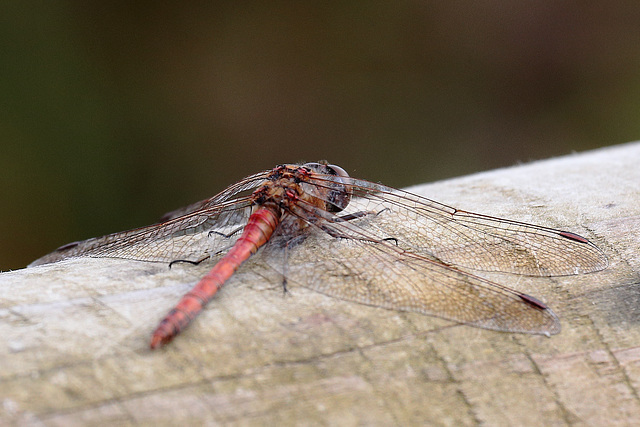 Dragonfly