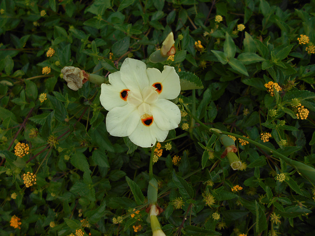 DSCN4468 - íris-africana, moreia-bicolor ou olho-de-tigre Dietes bicolor, Iridaceae