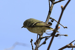 Blackpoll Warbler