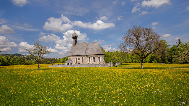 Springtime meadow ~ Frühjahrswiese