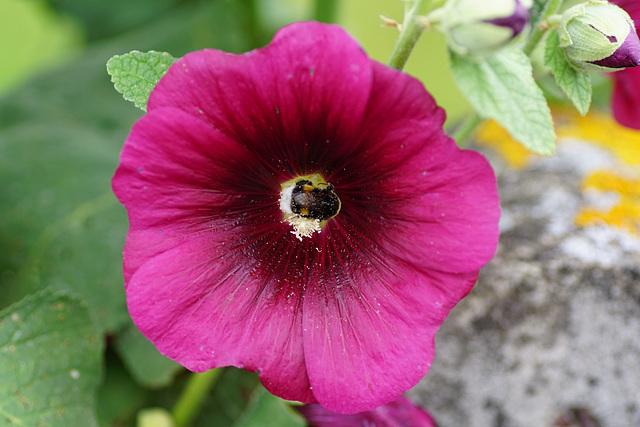 Stockrose mit Hummel