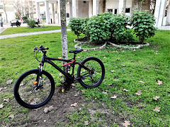 Bike pissing against the tree