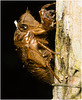 IMG 0234 Cicada