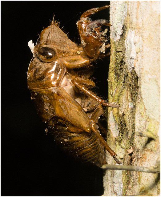 IMG 0234 Cicada