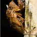 IMG 0234 Cicada