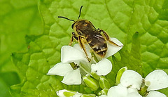 20240504 0077CPw [D~LIP] Knoblauchsrauke (Alliaria petiolata),Furchenbiene (Lasioglossum calceatum), BS