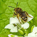 20240504 0077CPw [D~LIP] Knoblauchsrauke (Alliaria petiolata),Furchenbiene (Lasioglossum calceatum), BS