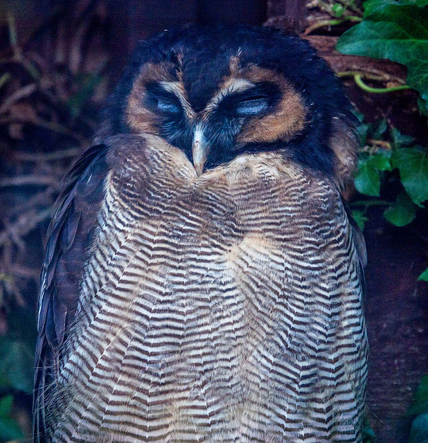 Brown wood owl