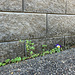 Garden Wall 1193