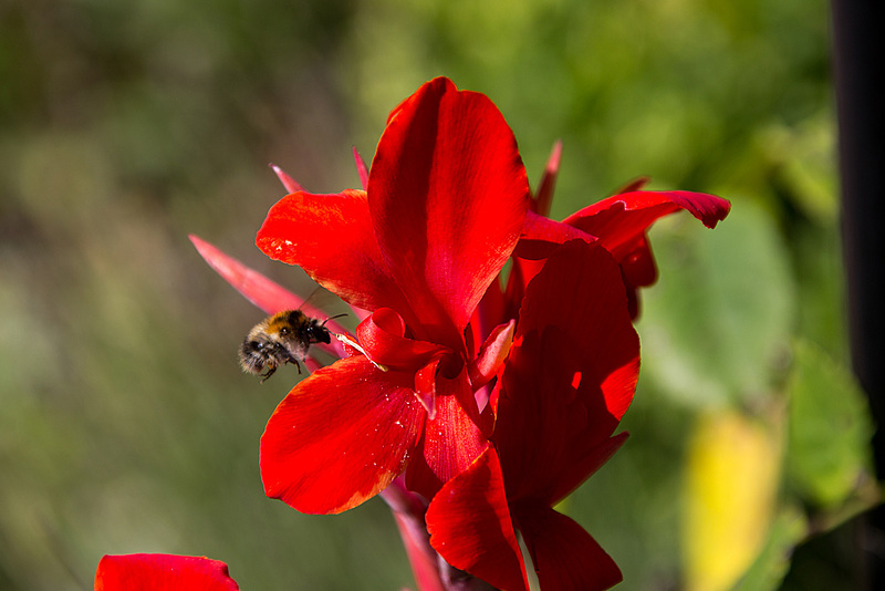 20140801 4441VRAw [D~E] Hummel, Gruga-Park, Essen