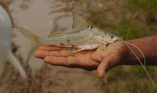 IMG 8596fish