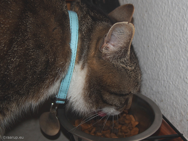 Breakfast candid - for Happy Caturday