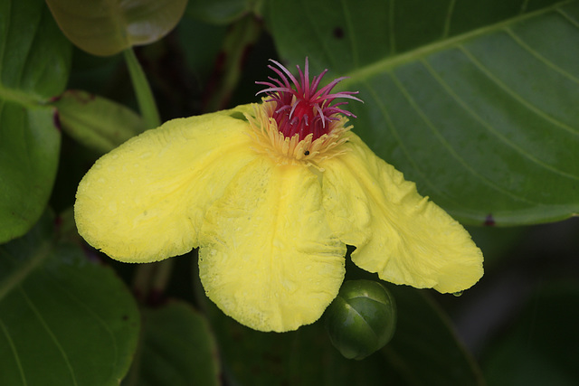 Golden Guinea Tree Flower