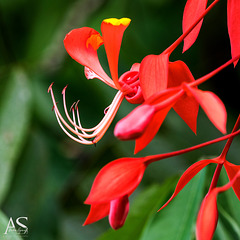 Amherstia nobilis, the Pride of Burma, Royal Botanic Gardens of Peradeniya, Kandy