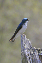 Tree Swallow