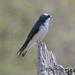 Tree Swallow