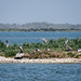 Day 3, Brown Pelicans, Aransas boat trip