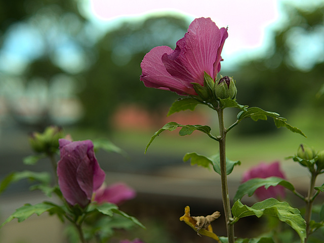 Blütenpracht im Spätsommer