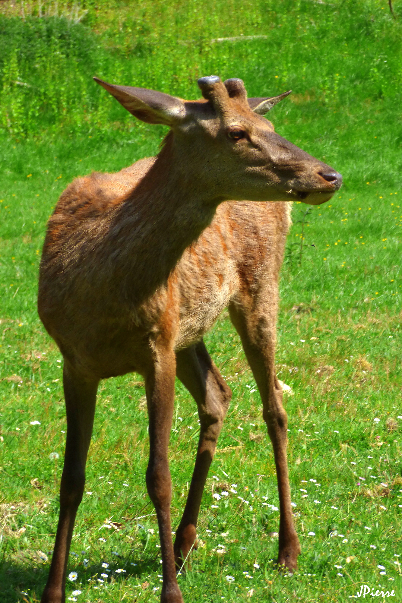 Hère ou jeune cerf