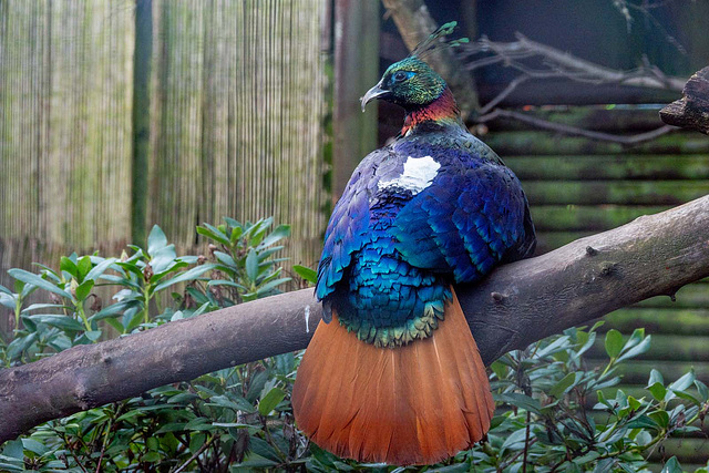 Himalayan monal