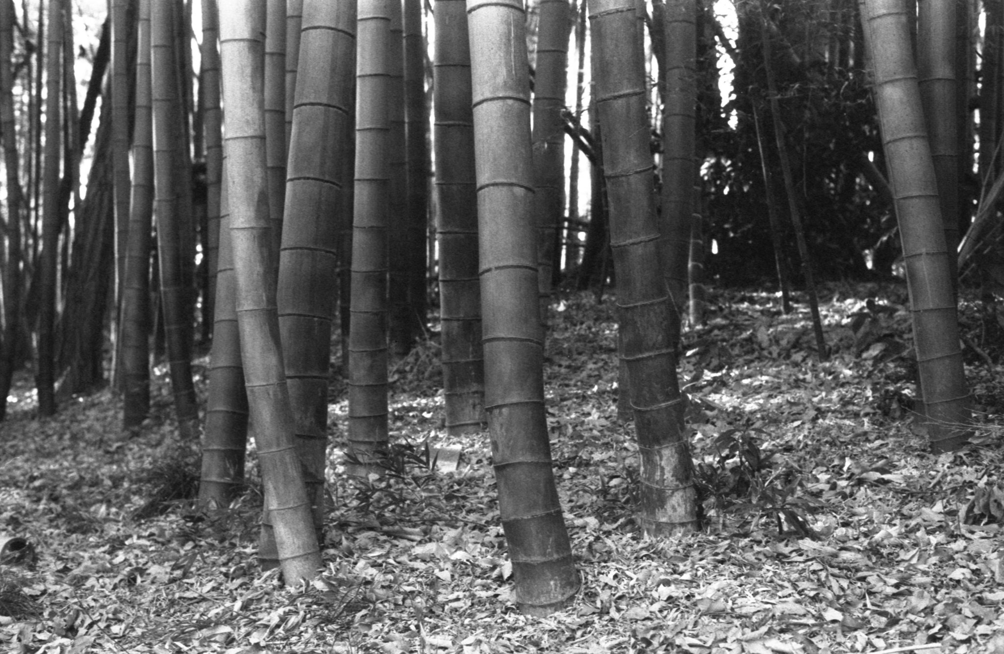 Bamboo