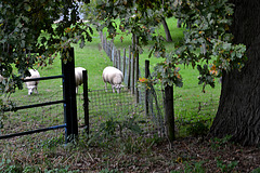 developing  happy fency