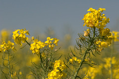 Fleurs de colza