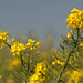 Fleurs de colza