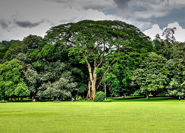 Sri Lanka tour - the third day, Royal Botanic Gardens of Peradeniya, Kandy