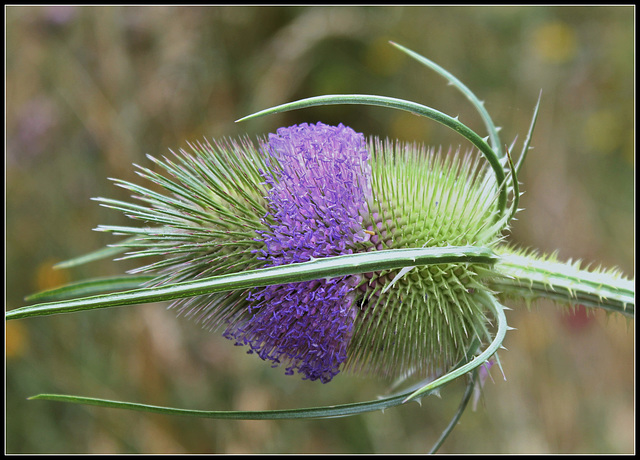 Dipsacus follunum (4)