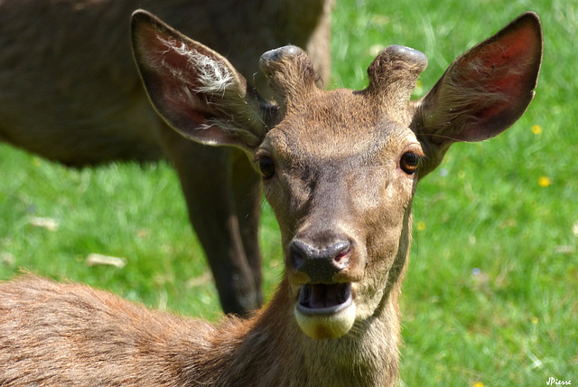 Hère ou jeune cerf