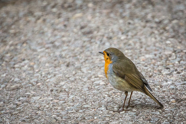 Robin