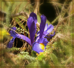 Bon Dimanche mes ami(e)s !❤️