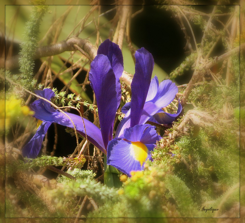 Bon Dimanche mes ami(e)s !❤️