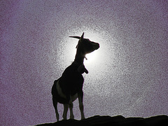 Silhouette de chèvre sur ciel métallique