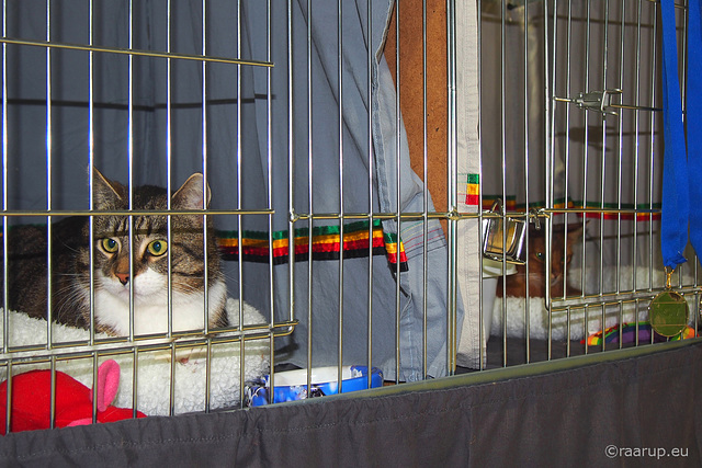 Bastian and Caithlin in their cages