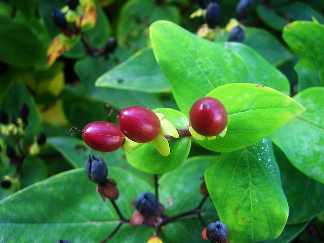 Les fruits du millepertuis