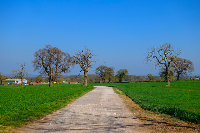 Fields near Lichfield