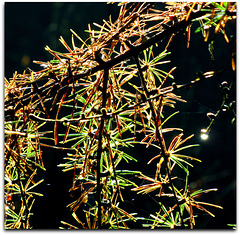 Backlit autumn larch needles