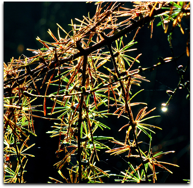 Backlit autumn larch needles