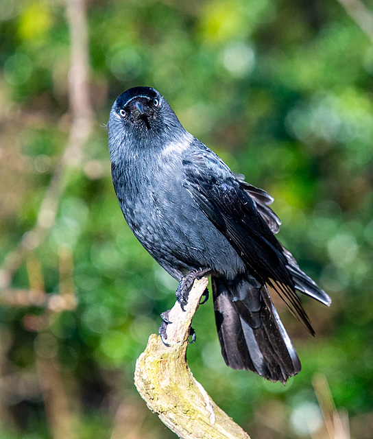 Jackdaw