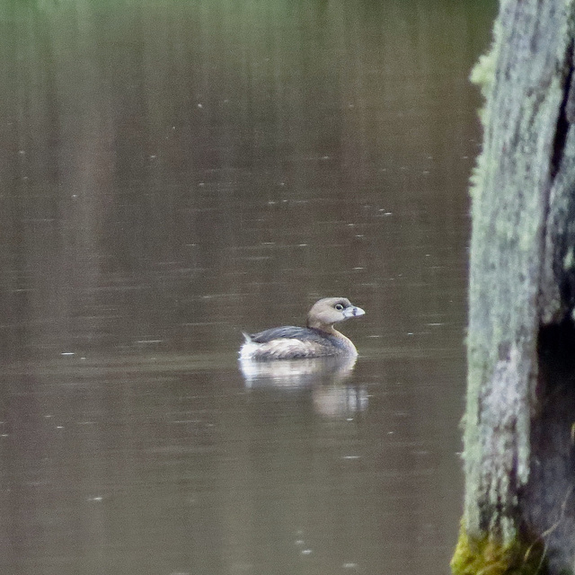 Pied-billed grebe