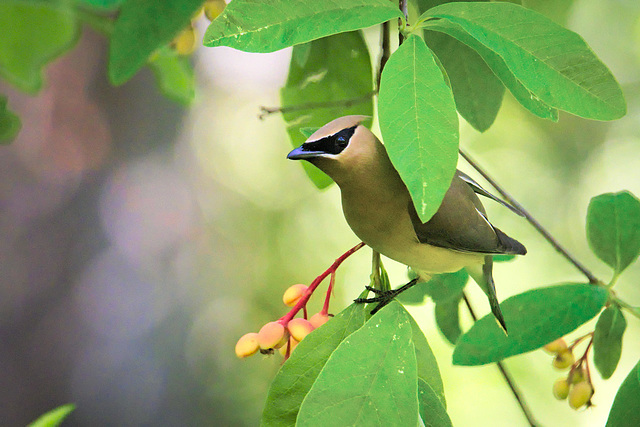 Cedar waxwing in spring