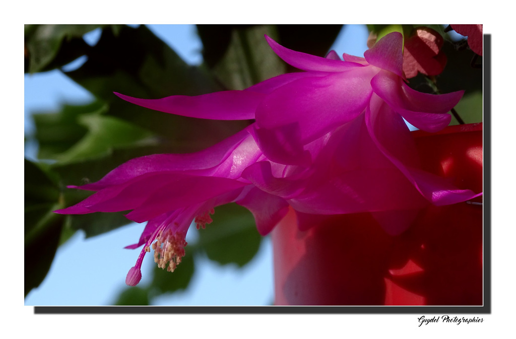 Schlumbergera ...