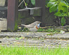 Bluethroat - Luscinia svecica