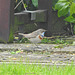 Bluethroat - Luscinia svecica