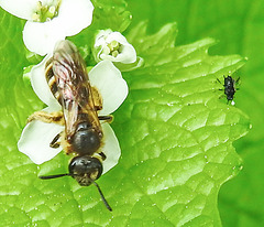 20240504 0081CPw [D~LIP] Knoblauchsrauke, Furchenbiene (Lasioglossum calceatum), Blattlaus--,BS