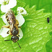 20240504 0081CPw [D~LIP] Knoblauchsrauke, Furchenbiene (Lasioglossum calceatum), Blattlaus--,BS